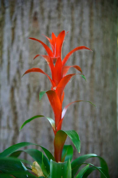 Guzmania Lingulata Pianta Tropicale Specie Vegetale Colore Rosso Giallo Giardini — Foto Stock