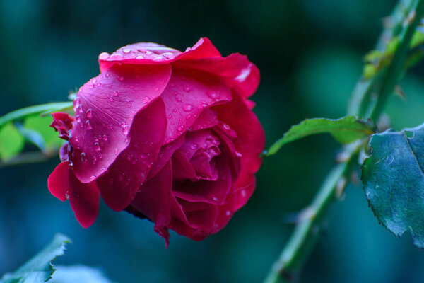 Close up photo of rose bud. Close up photo of red flower with raindrops.