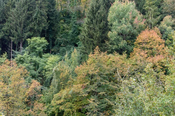 Bosque Con Colores Otoñales Detalle Alerce Montaña Abetos — Foto de Stock