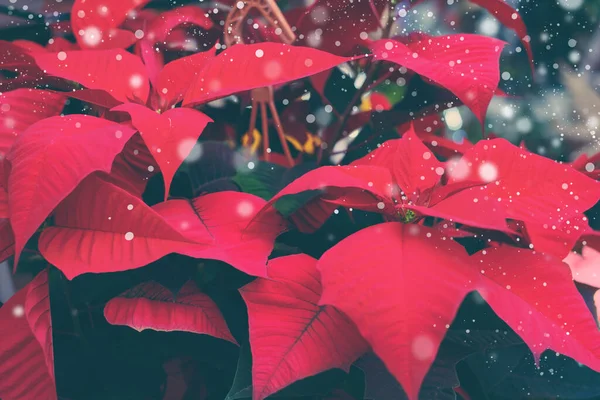Close-up van rode poinsettia bloemen — Stockfoto