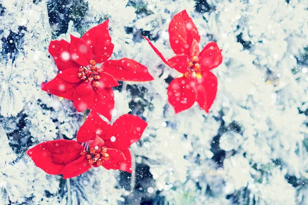 Closeup van rode decoratie opknoping op kerstboom. — Stockfoto