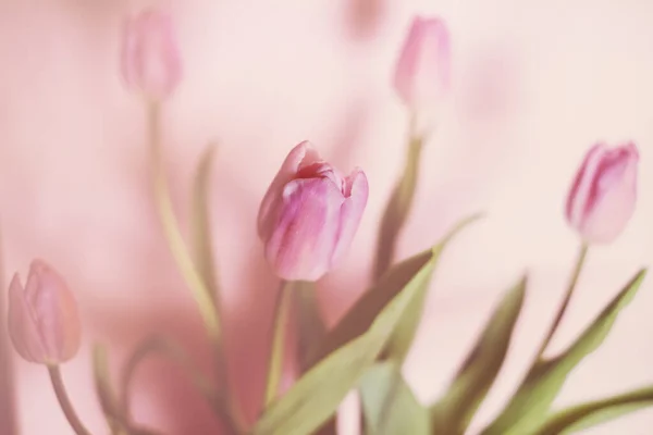 Bouquet of tulips on pastel background — Stock Photo, Image