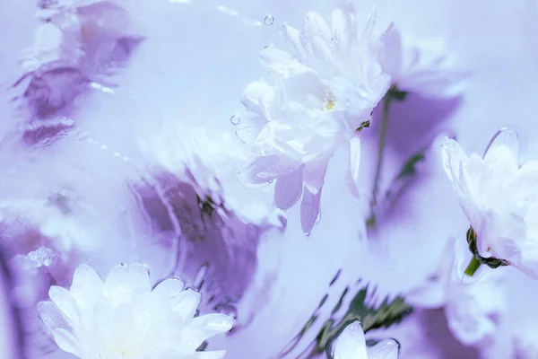 Creative flower composition on blue background still life — Stock Photo, Image