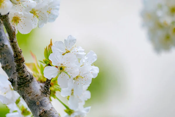 Apple blossoms in spring on natural background — Stock Photo, Image