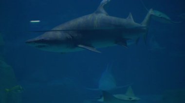 Köpekbalığı akvaryum tankında suyun içinde çeşitli deniz türleri tarafından kolayca süzülür. Yüksek kalite 4k görüntü