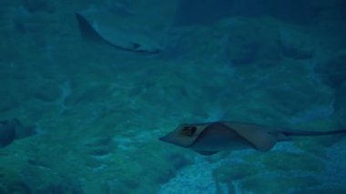 Kartal ışınları büyük bir akvaryumda suyun altında süzülür. Vatozların davranışlarını izliyorum. Yüksek kalite 4k görüntü