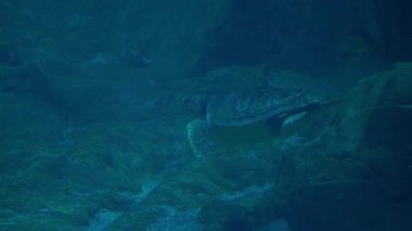 Kartal ışınları büyük bir akvaryumda suyun altında süzülür. Vatozların davranışlarını izliyorum. Yüksek kalite 4k görüntü