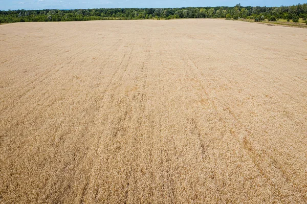 Field of corn — Stock Photo, Image