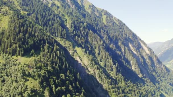 Bosque alpino alto — Vídeos de Stock