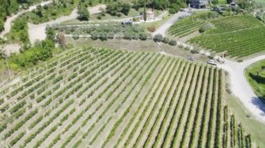 Yaz üzüm bağı tarlası