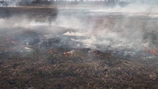 Incendios forestales primavera temporada — Vídeo de stock