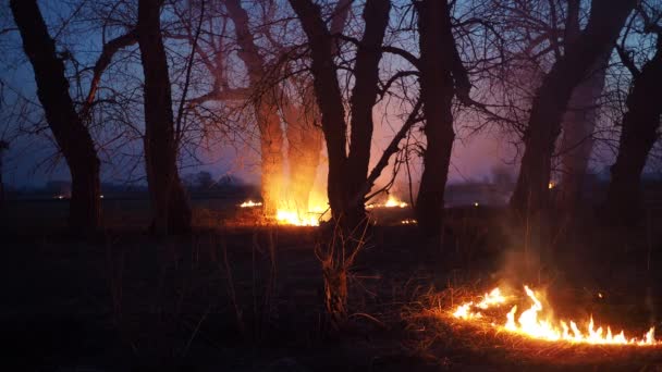 Field fire night — Stock Video