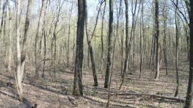 Yürüyen yeşil orman