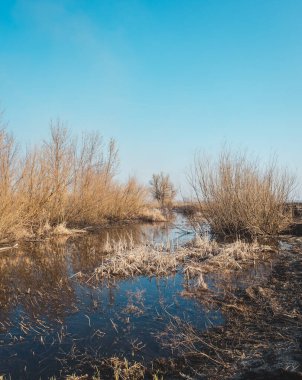 Düşen göl çimeni