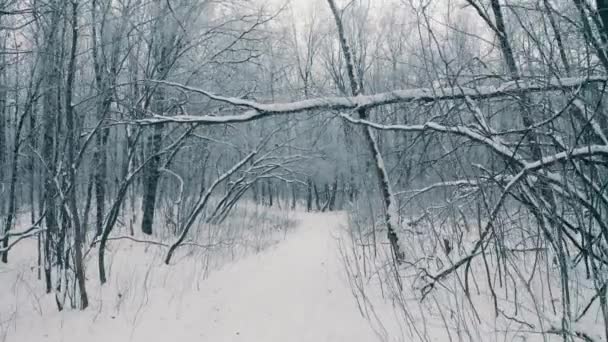 Bosque invierno nieve — Vídeos de Stock