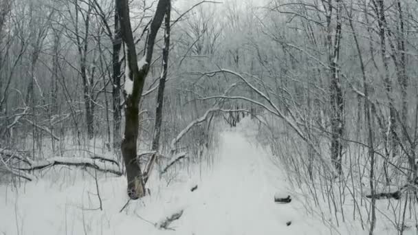 Floresta de inverno neve — Vídeo de Stock
