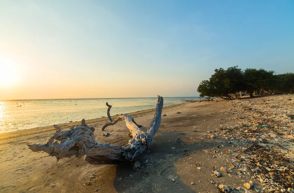 Praia selvagem — Fotografia de Stock