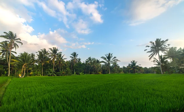 Campo di riso — Foto Stock