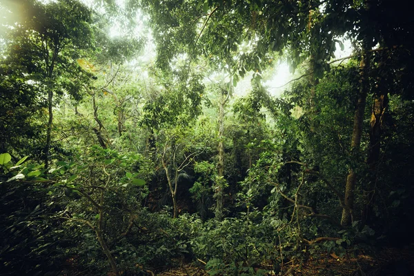 Tropikal Orman
