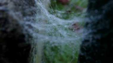 Çiy damlalı örümcek ağı