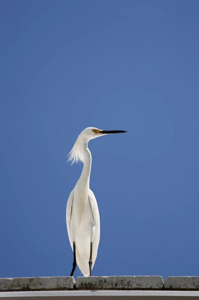 White snow egret sits on the roof on a background blue sky — Stock Photo, Image