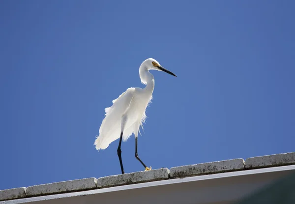 背景の青空に屋根の上に座っている白い雪の白鷺 — ストック写真