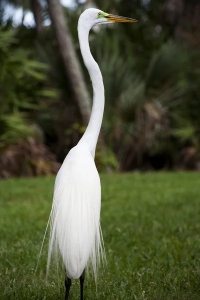 Vertical  color image  of  white egret on a background of green grass. White Crane — Stock Photo, Image