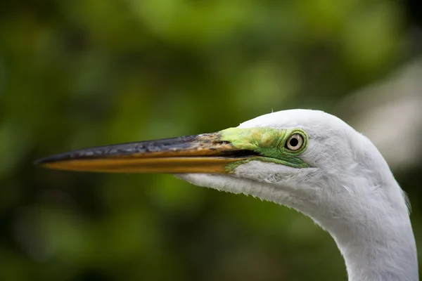 Portrait horizontal d'aigrette blanche sur fond d'herbe verte. Grue blanche — Photo