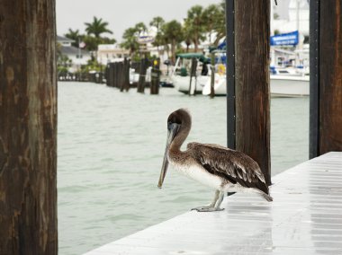 Kahverengi Pelikan. Florida