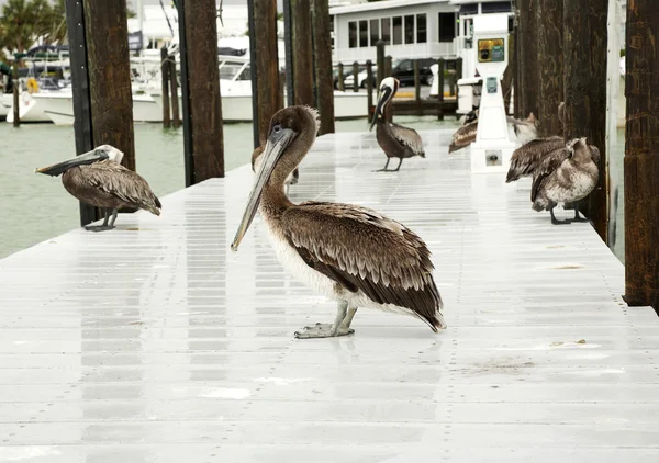 Few  brown pelicans . Florida — Stock Photo, Image