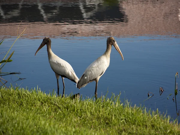 在佛罗里达州的湖上的两个宝贝鹳 — 图库照片