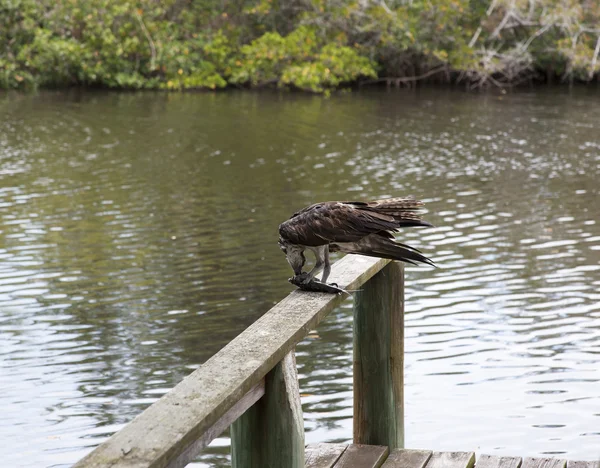 Osprey eating mullet fish in Florida — Stock Photo, Image
