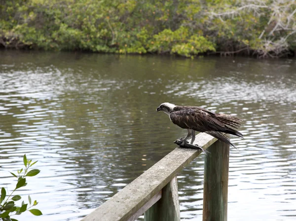 Osprey eating mullet fish in Florida — Stock Photo, Image