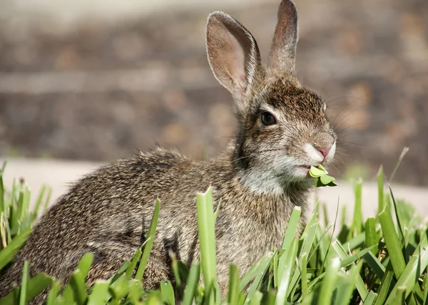 Closeup of cute cottontail bunny rabbit in the garden.