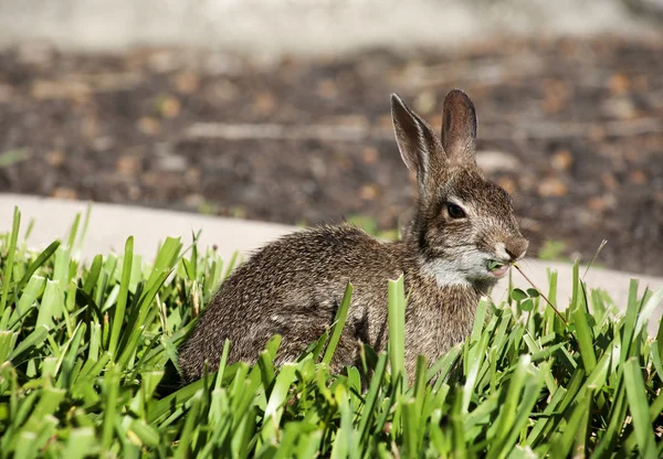 Closeup of cute cottontail bunny rabbit in the garden.