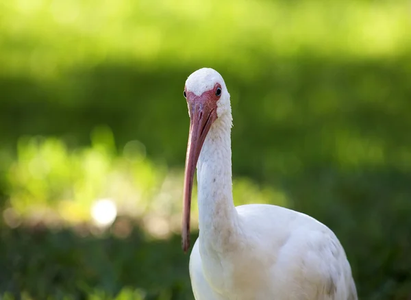 American White Ibis (Eudocimus albus) in search of food on a nature background
