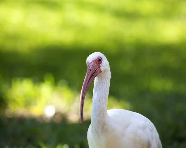 American White Ibis (Eudocimus albus) in search of food on a nature background — Stock Photo, Image