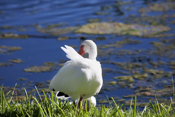 Ibis biały z czerwonym dziobem (Eudocimus albus) Pielęgnacja piór — Zdjęcie stockowe