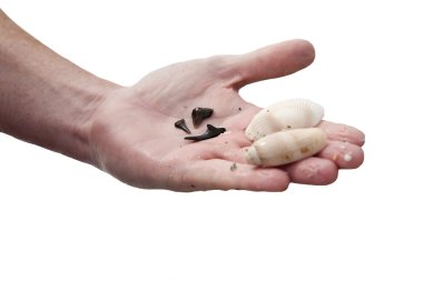 Venice beach Florida, tasarımınızı değiştirmek için beyaz arka plan üzerinde izole bir Florida kürek kullanma dişlerde köpek balığı ararken