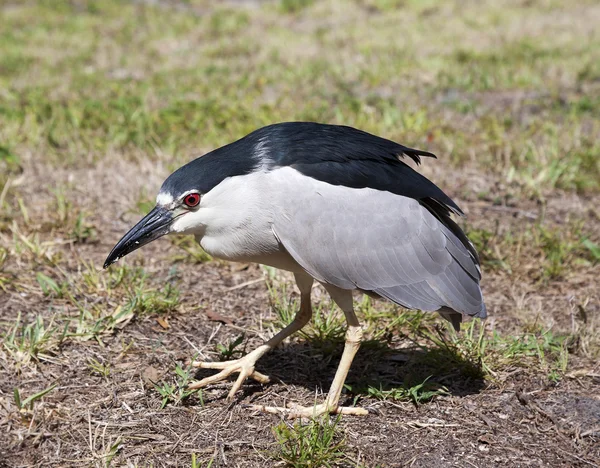 Czarny ukoronowany Ślepowron. Tle natura. Nycticorax nycticorax. Florida — Zdjęcie stockowe