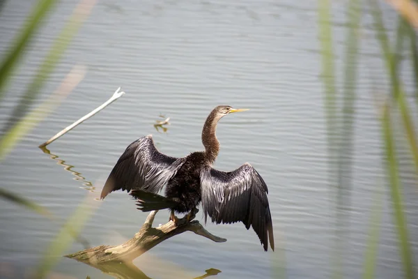 Anhinga (змея птица, водяная индейка, темнее) сушит свои крылья — стоковое фото