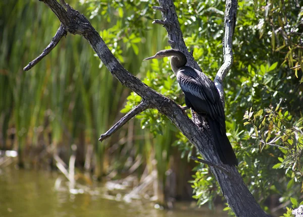 Anhinga (snake bird, water turkey, darter) sunning to dry off after diving into the water — Stock Photo, Image
