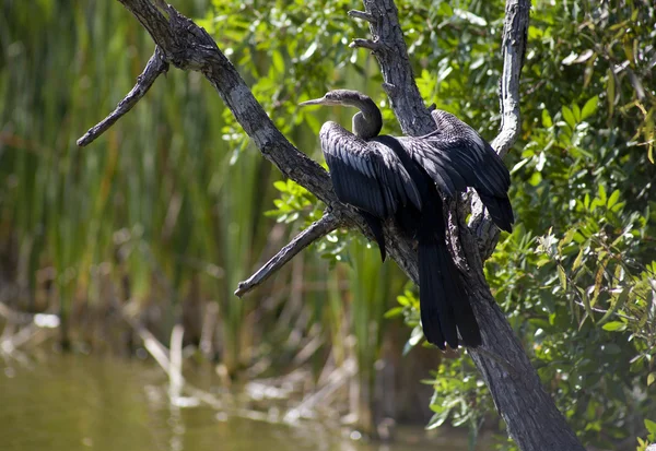 Anhinga (snake bird, water turkey, darter) sunning to dry off after diving into the water — Stock Photo, Image