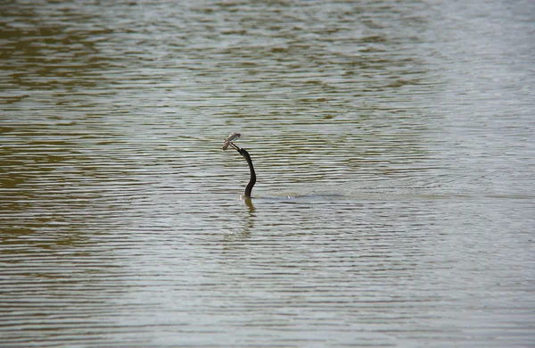 Anhinga (snake bird, water turkey, darter) downing a fish in Florida wetlands — Stock Photo, Image