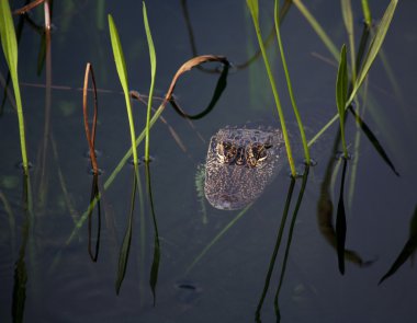 Genç timsah gölde dinleniyor. Yeşil gras ile bir doğa arka planda