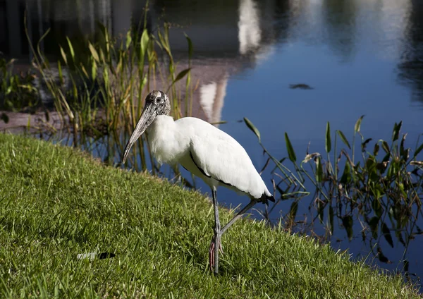 One  baby storks on a lake in Florida. Usa. Amerika — Stock Photo, Image