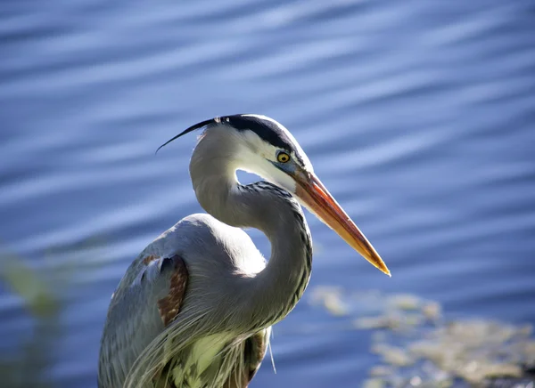 Blauwe reiger op een achtergrond van aard. Blauwe water achtergrond — Stockfoto