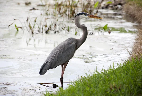 Great blue heron on a background of nature. Usa — Stock Photo, Image