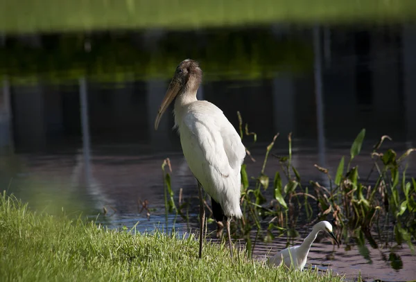 One  baby storks on a lake in Florida. Usa. Amerika — Stock Photo, Image