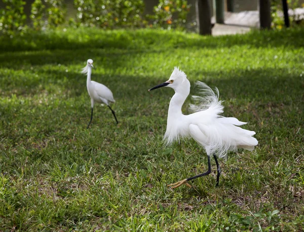 Two white egrets  with ruffled feathers protecting territory. White Crane — Stock Photo, Image